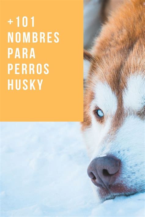 110 Nombres Para Perros Huskys Siberianos ¡originales Nombres Para