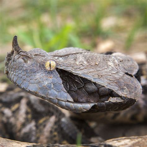 Gaboon Viper 파충류 뱀