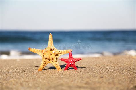 Two Starfish On The Beach Stock Photo Image Of Ocean 44947062