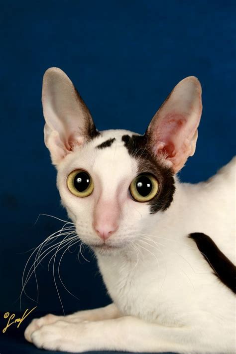 Understanding The Background Of Cornish Rex Breeders New Mexico