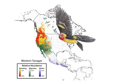 Beyond Borders Why We Need Global Action To Protect Migratory Birds