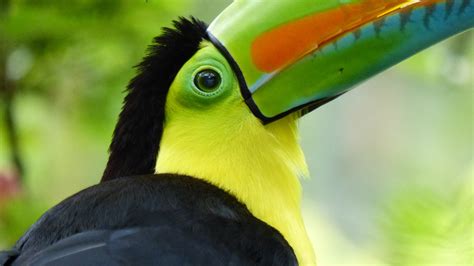 Quels Sont Les Principaux Animaux Du Costa Rica Blog Odysway Odysway