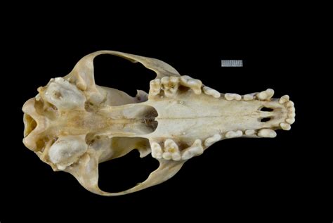 Adw Vulpes Vulpes Specimens