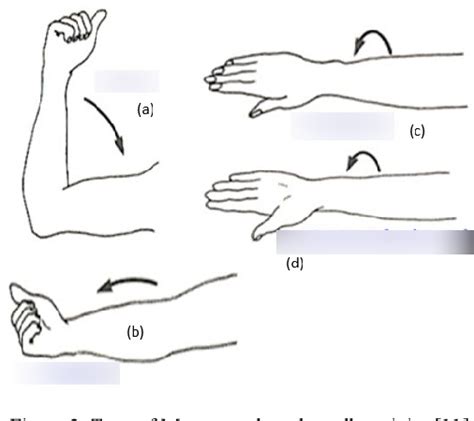 Movement Of Elbow Joint Diagram Quizlet