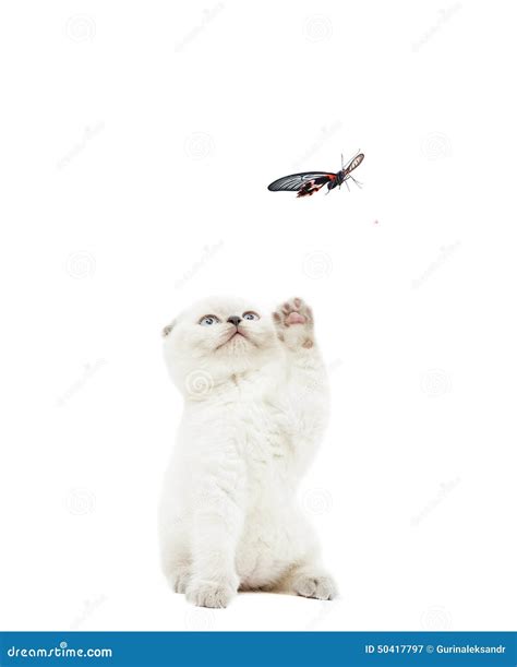 Kitten Catches Butterfly Stock Image Image Of Animals 50417797