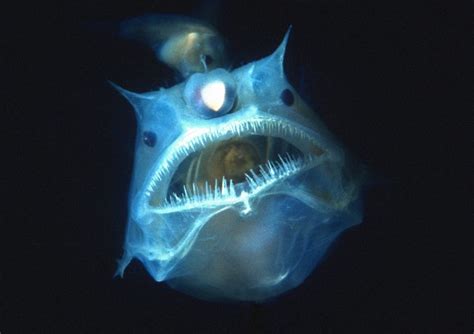 9 Scary Fish To Haunt Your Dreams
