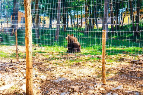 Life Style The Domain Of The Caves Of Han A New Bear