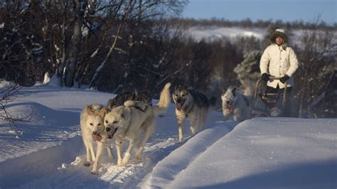 Dog Sledding Tour Packages In Norway Nordic Visitor