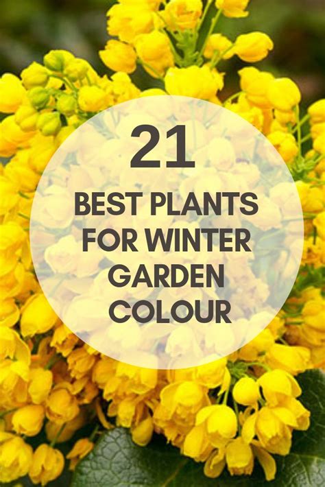 The Best Plants For Winter Garden Colour Outdoor Winter