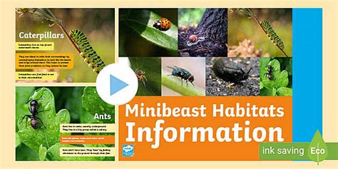 Minibeast Habitats Information PowerPoint Twinkl