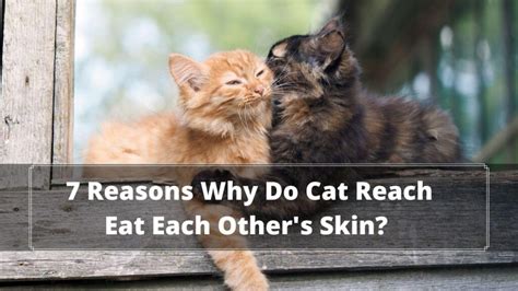 Why Do Cats Lick Each Others Skin Top Reasons Oxford Pets