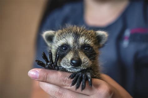 One Of Our Baby Raccoon Rescues Waving Helloift
