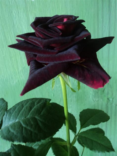 Indah Florist Bekasi Aneka Bunga Mawar Cantik Dan Berbeda Dari Yang Lain