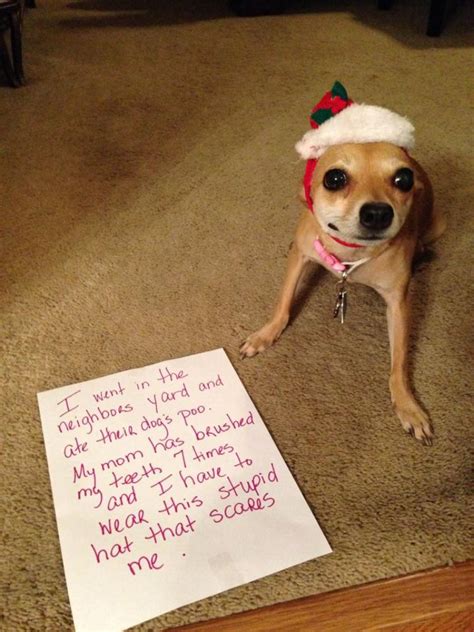 Pet shaming | Funny dog signs, Animal shaming, Funny dog pictures