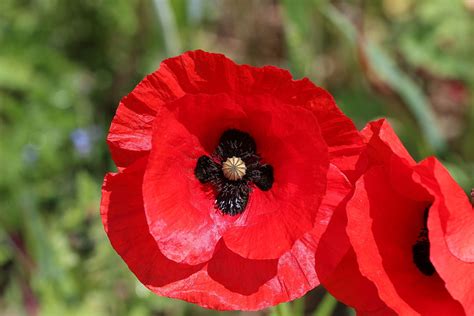 Sign up to receive our rundown of the day's top stories direct to your inbox. Remembrance poppy - Wikipedia