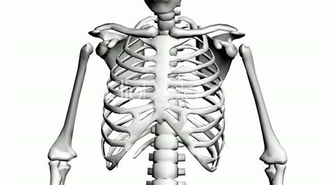 Chest Bone Anatomy Diagram