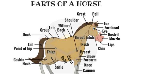 It is made up of many different parts. Parts Of A Horse: Useful Horse Anatomy With Pictures - 7 E S L