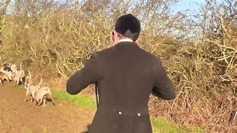 hunt saboteurs lie on fox in a desperate attempt to save it being ripped apart by hounds youtube