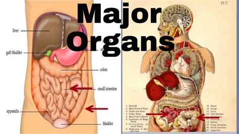 A large organ in the body which cleans the blood and produces bile (a bitter yellow liquid which helps to digest fat). Major organs of the human body (Middle School) | Human ...