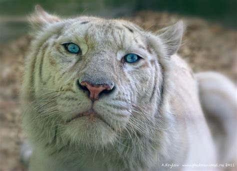Pin By Brittany Havenner On White Liger Liger Wildlife Animals