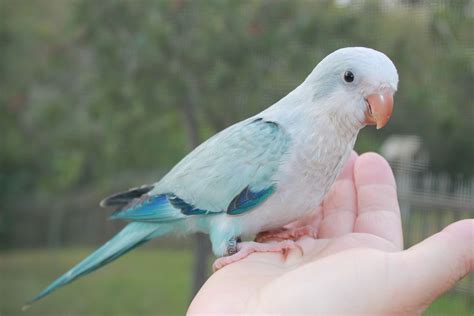 Everything You Need To Know About Parakeets Near You Bird Lover