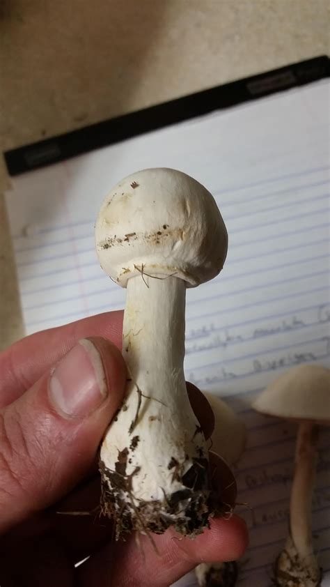 Help With Id New York Mushrooms Mushrooms