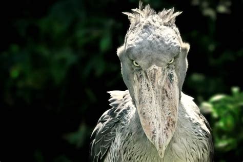 Weird Birds 32 Funny Looking Birds You Need To See