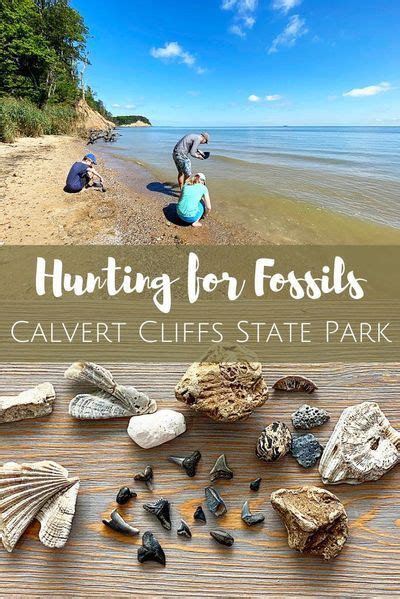 Calvert Cliffs State Park Fossil Hunting The Beckham Project State Parks Maryland Parks