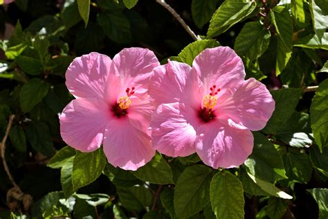 Pink Hibiscus Flower Free Stock Photo Public Domain Pictures