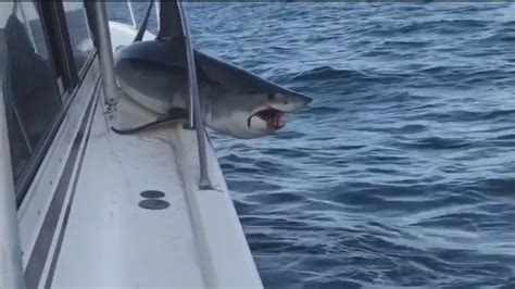 Wild Video Huge Shark Jumps Onto Boat Gets Stuck