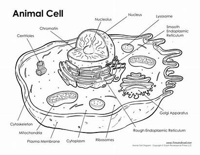 Cell Animal Diagram Labeled Blank Unlabeled Printable