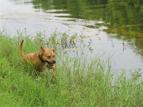 All pets veterinary hospital 4017 garrett road; Parasite Prevention For Pets All Year Long | True Care ...