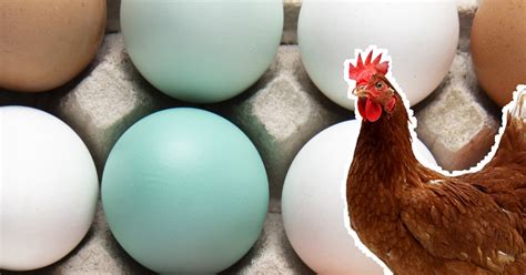 Découvrez les poules qui pondent des œufs aux couleurs étonnantes Mes