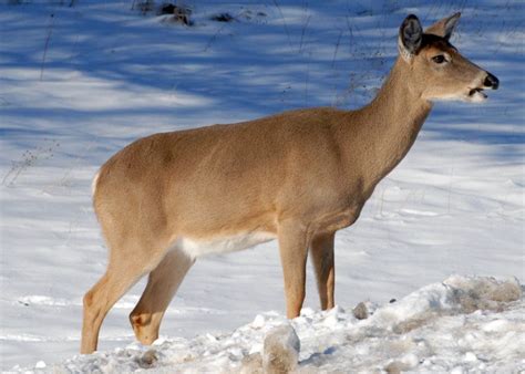 Antlerless Deer Hunting License Applications On Sale Starting Today
