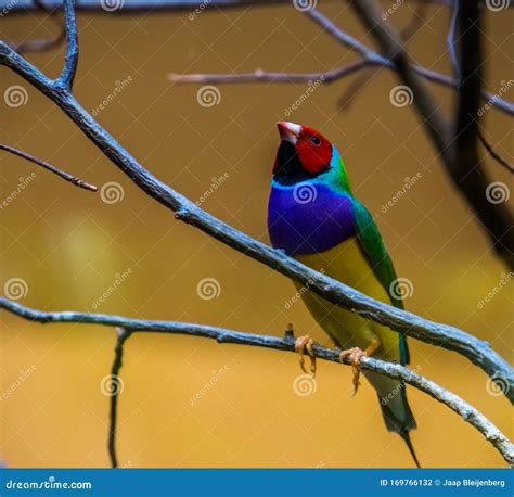Closeup Of A Gouldian Finch Sitting In A Tree Colorful Tropical Bird