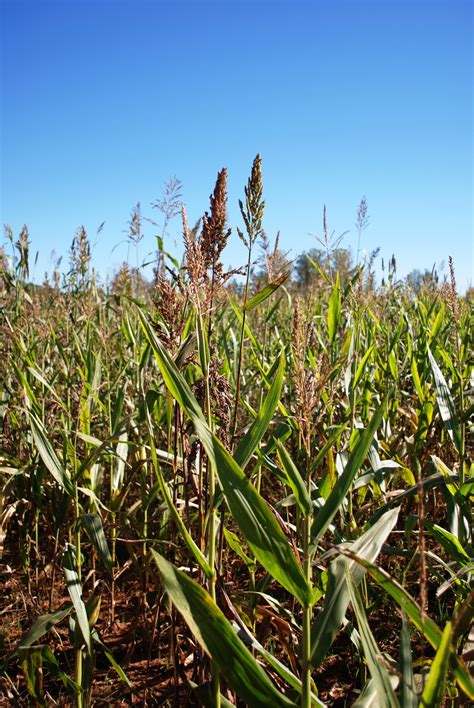 Free Images Field Farm Prairie Flower Food Produce Crop Corn