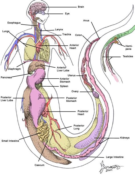 Internal Naga Anatomy By Sugarpeep Mermaid Drawings Mermaid Art Anatomy Reference