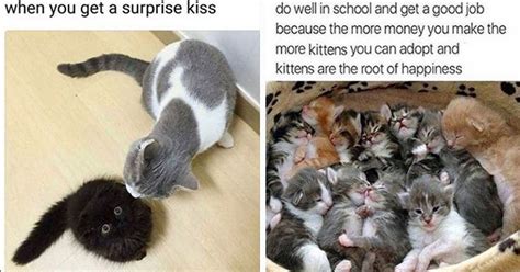 Pampurr Yourselves With Twenty Five Caturday Cat Memes Cat Memes