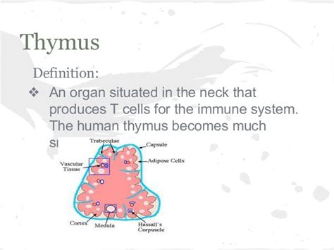 Organ Systems In The Human Body