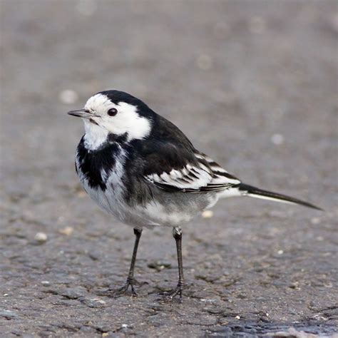 Pied Wagtail Flickr Photo Sharing