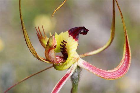 Butterfly Orchid Orchids Free Photo On Pixabay