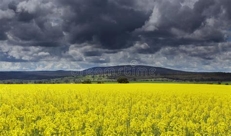 Dark Clouds Over Canola Fields Stock Photo Image Of Pretty Golden