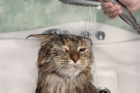 Should You Wash Your Cat Here S The Answer And HOW To Wash Your Cat