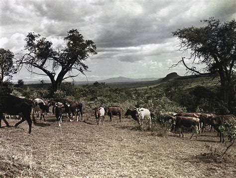 Kenya Cattle 1936 Photograph By Granger Pixels