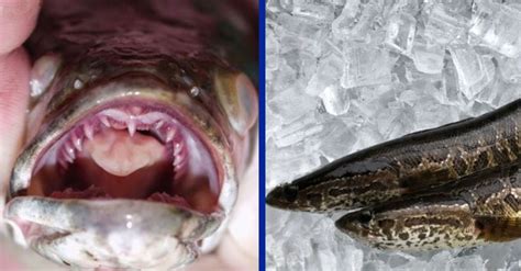 Snakehead Fish Has Been Found In Georgia That Can Survive
