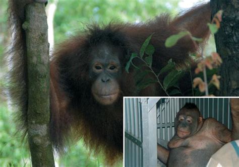 bizzare orangutan used as sex slave in indonesia world news india tv