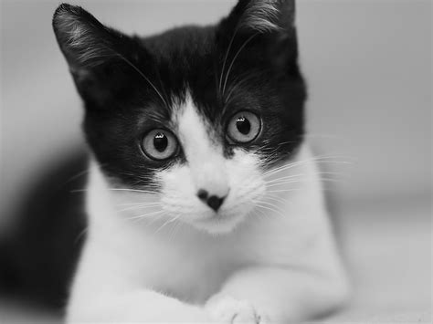 Khám Phá Hình ảnh Con Mèo đen Mysterious Và Quyến Rũ