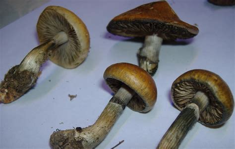 Southwest Louisiana Fields Mushroom Hunting And
