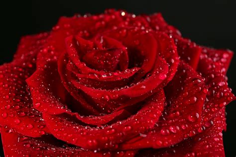 4k 5k Roses Closeup Red Drops Hd Wallpaper Rare Gallery