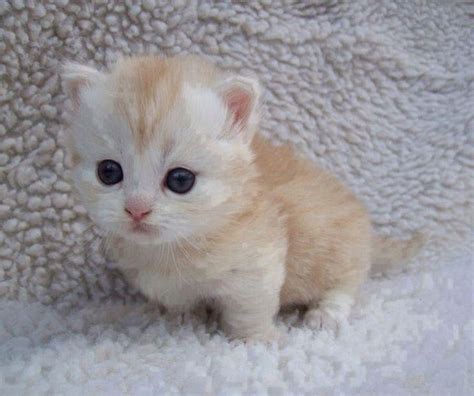 Gatos Munchkin Cutest Kittens Ever Kittens And Puppies Cute Cats And